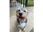 Adopt Buzz a Dachshund / Terrier (Unknown Type, Medium) / Mixed dog in Little