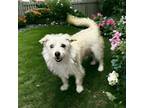 Adopt Sammy a White Terrier (Unknown Type, Small) / Mixed dog in Los Angeles