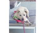 Adopt Patty Cake a Tan/Yellow/Fawn Cattle Dog / Labrador Retriever / Mixed dog