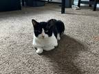 Adopt Cole a Black & White or Tuxedo American Shorthair / Mixed (medium coat)