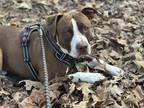 Adopt Soulja a White - with Brown or Chocolate American Pit Bull Terrier / Mixed
