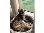 Adopt Callie a Gray, Blue or Silver Tabby Domestic Mediumhair / Mixed (medium