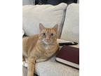Adopt Sasha a Tan or Fawn Tabby American Shorthair / Mixed (short coat) cat in