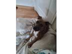 Adopt Rocky a Brown/Chocolate Mutt / Mutt / Mixed dog in San Antonio