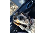 Adopt Willow a Brown/Chocolate - with Black Beagle / Mixed dog in Cherokee