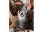 Adopt Muffin a Gray, Blue or Silver Tabby Domestic Shorthair (short coat) cat in