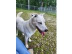 Adopt Ghost a White Husky / German Shepherd Dog / Mixed dog in Cannelton