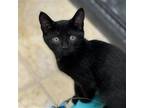 Adopt Nova a All Black Domestic Shorthair / Mixed (short coat) cat in