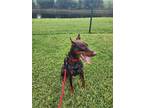 Adopt Kenobi a Brown/Chocolate - with Tan Doberman Pinscher / Mixed dog in