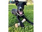 Adopt Martina a Shepherd (Unknown Type) / Border Collie / Mixed dog in Novato