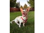 Adopt Jules KA a White - with Red, Golden, Orange or Chestnut Basset Hound /