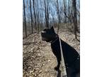Adopt Bella a Black - with White Cane Corso / Mixed dog in Hamburg