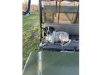 Adopt Shadow a Gray/Silver/Salt & Pepper - with White German Shorthaired Pointer