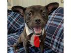 Adopt Bosco a Black - with Brown, Red, Golden, Orange or Chestnut Boston Terrier