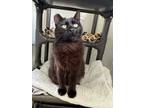 Adopt Bambi a All Black Bombay (short coat) cat in Temecula, CA (41491088)