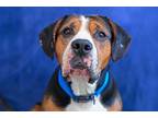 Adopt Brewer a Beagle / American Pit Bull Terrier / Mixed dog in Gloversville