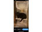 Adopt Vader a Black (Mostly) Bombay / Mixed (short coat) cat in Sapulpa