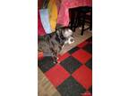 Adopt Ringo a Black - with White Mutt / Labrador Retriever / Mixed dog in Silver
