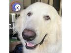 Adopt Charlie a Great Pyrenees / Mixed dog in Portland, OR (41489675)
