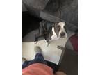 Adopt Vixen a Black - with White American Staffordshire Terrier / Labrador