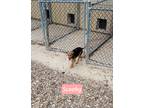 Adopt Scooby a Tricolor (Tan/Brown & Black & White) Jack Russell Terrier /