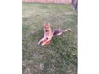 Adopt Arwen a Brown/Chocolate - with White German Shepherd Dog / Mixed dog in
