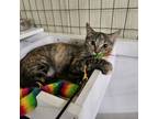 Adopt Stella Luna a Domestic Short Hair