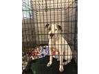 Adopt Royal a American Pit Bull Terrier dog in Georgetown, OH (41490161)