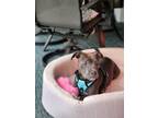 Adopt Whiskey Lee a Brown/Chocolate - with Black American Staffordshire Terrier