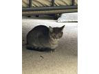 Adopt Margot a Gray, Blue or Silver Tabby American Shorthair / Mixed (short