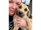 Adopt Viola Russell a Tan/Yellow/Fawn - with White Black Mouth Cur dog in Provo
