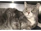 Adopt Minnie a Gray, Blue or Silver Tabby Domestic Shorthair (short coat) cat in