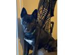 Adopt Bird a Black - with White Australian Kelpie / Mixed dog in Indianapolis