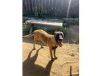 Adopt Soly a Black - with Tan, Yellow or Fawn Belgian Malinois / Mixed dog in