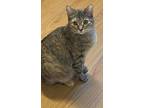 Adopt Kara And Selina Bonded Pair a Domestic Shorthair / Mixed cat in Knoxville