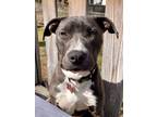 Adopt Shadow a Gray/Silver/Salt & Pepper - with White Pit Bull Terrier / Mixed