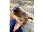 Adopt Parker a Red/Golden/Orange/Chestnut - with Black Golden Retriever / Mixed