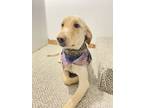 Adopt Mango a Tan/Yellow/Fawn Goldendoodle / Mixed dog in Fremont, MI (41490470)