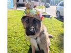 Adopt Oso a German Shepherd Dog / Mixed dog in Oceanside, CA (41490476)