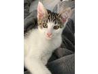 Adopt Kitten Clover a Brown Tabby Domestic Shorthair / Mixed (short coat) cat in