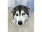 Adopt Phoenix a Tricolor (Tan/Brown & Black & White) Siberian Husky / Mixed dog