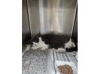 Adopt Baby a Gray or Blue (Mostly) Domestic Shorthair (short coat) cat in