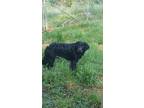 Adopt Rip a Black - with White Spaniel (Unknown Type) / Labrador Retriever /