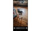 Adopt Remi a Gray/Silver/Salt & Pepper - with Black Bluetick Coonhound / Texas