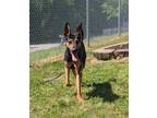 Adopt Inga a Black - with Brown, Red, Golden, Orange or Chestnut Doberman
