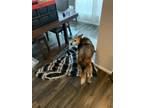 Adopt Savanna a Tan/Yellow/Fawn - with White Border Collie / German Shepherd Dog