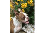 Adopt Honey a White - with Red, Golden, Orange or Chestnut Boston Terrier /