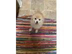Adopt Bella a Tan/Yellow/Fawn Pomeranian / Mixed dog in Fresno, CA (41490274)