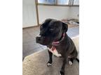 Adopt Lola a Black - with White American Pit Bull Terrier / Labrador Retriever /