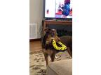 Adopt Sadie a Tan/Yellow/Fawn Doberman Pinscher / Mixed dog in Broken Arrow